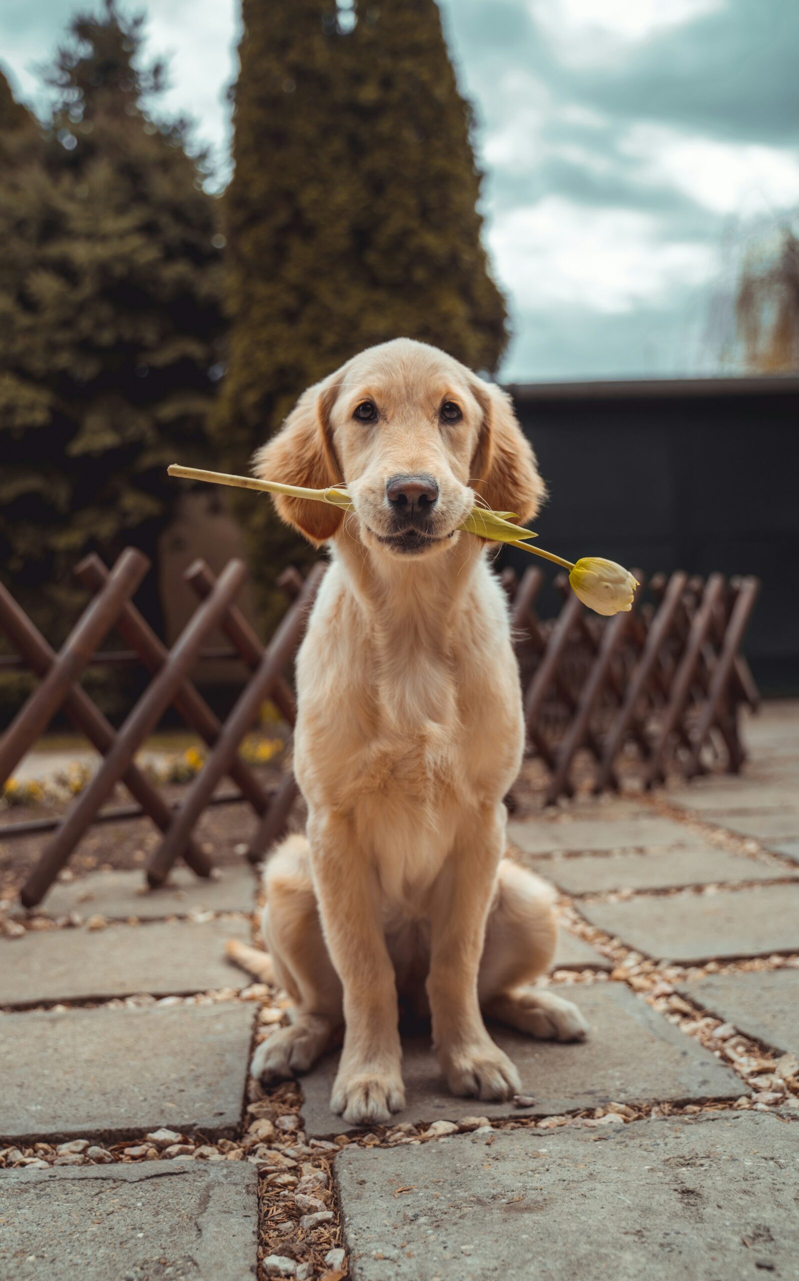 Glücklicher Hund auf sonniger Wiese
